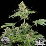 Dinafem Seeds Moby Dick